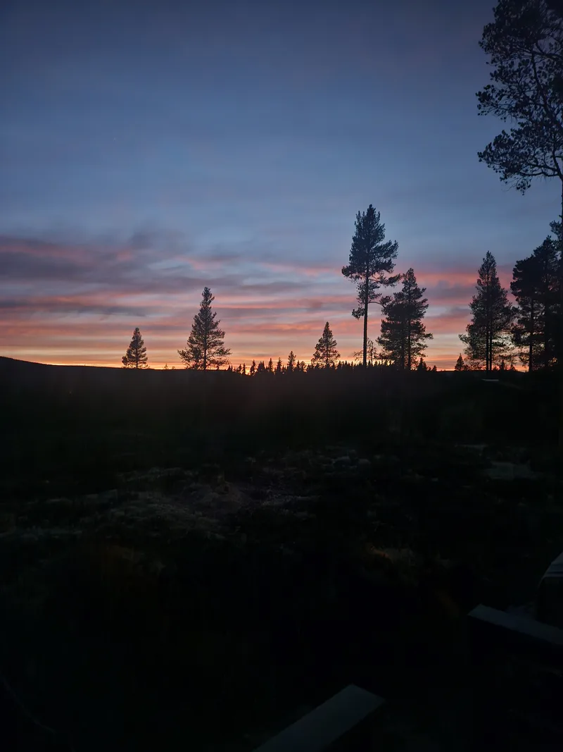 Ekte fotografi av furutrær i silhuett mot en rosa og oransje solnedgangshimmel
