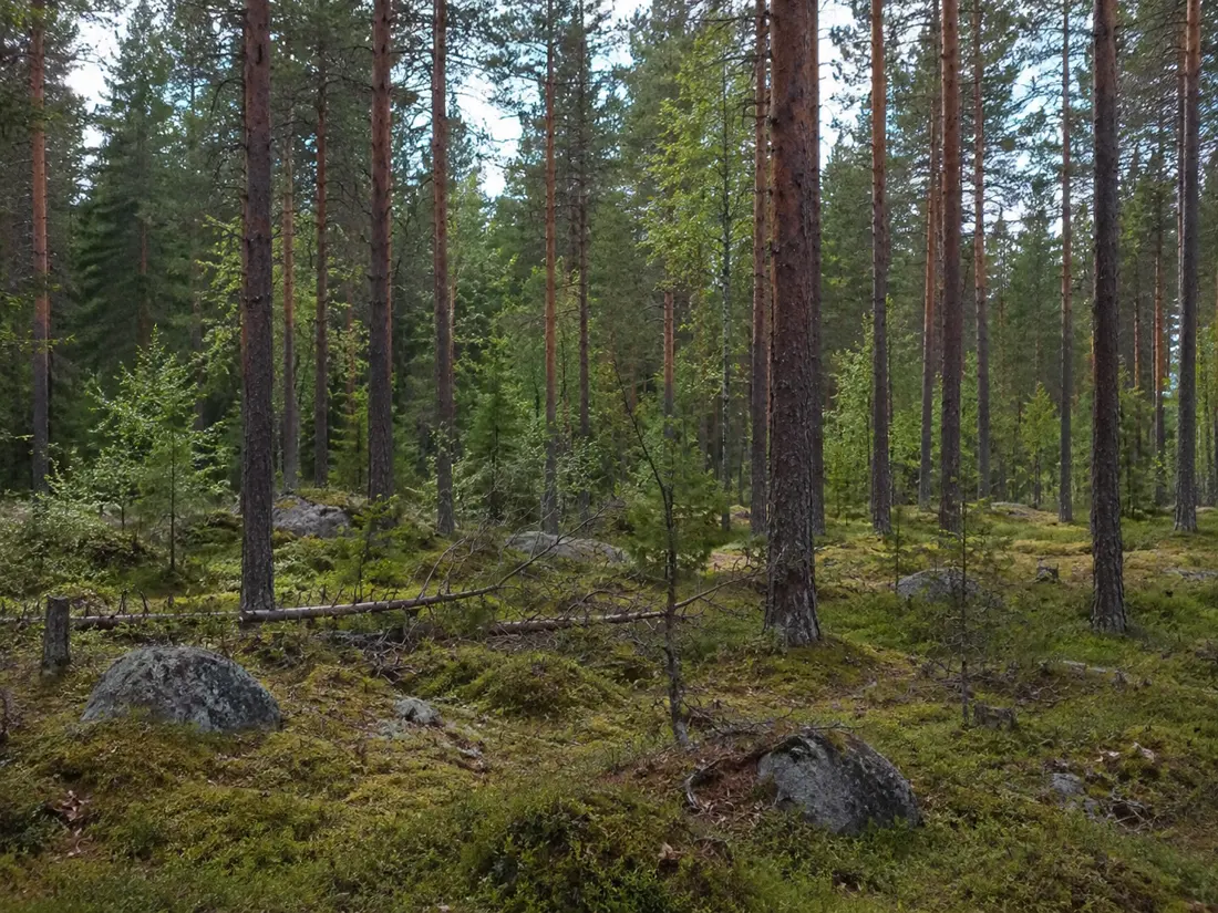 KI-generert testbilde av tett norsk granskog med mose og steiner, laget med ChatGPT